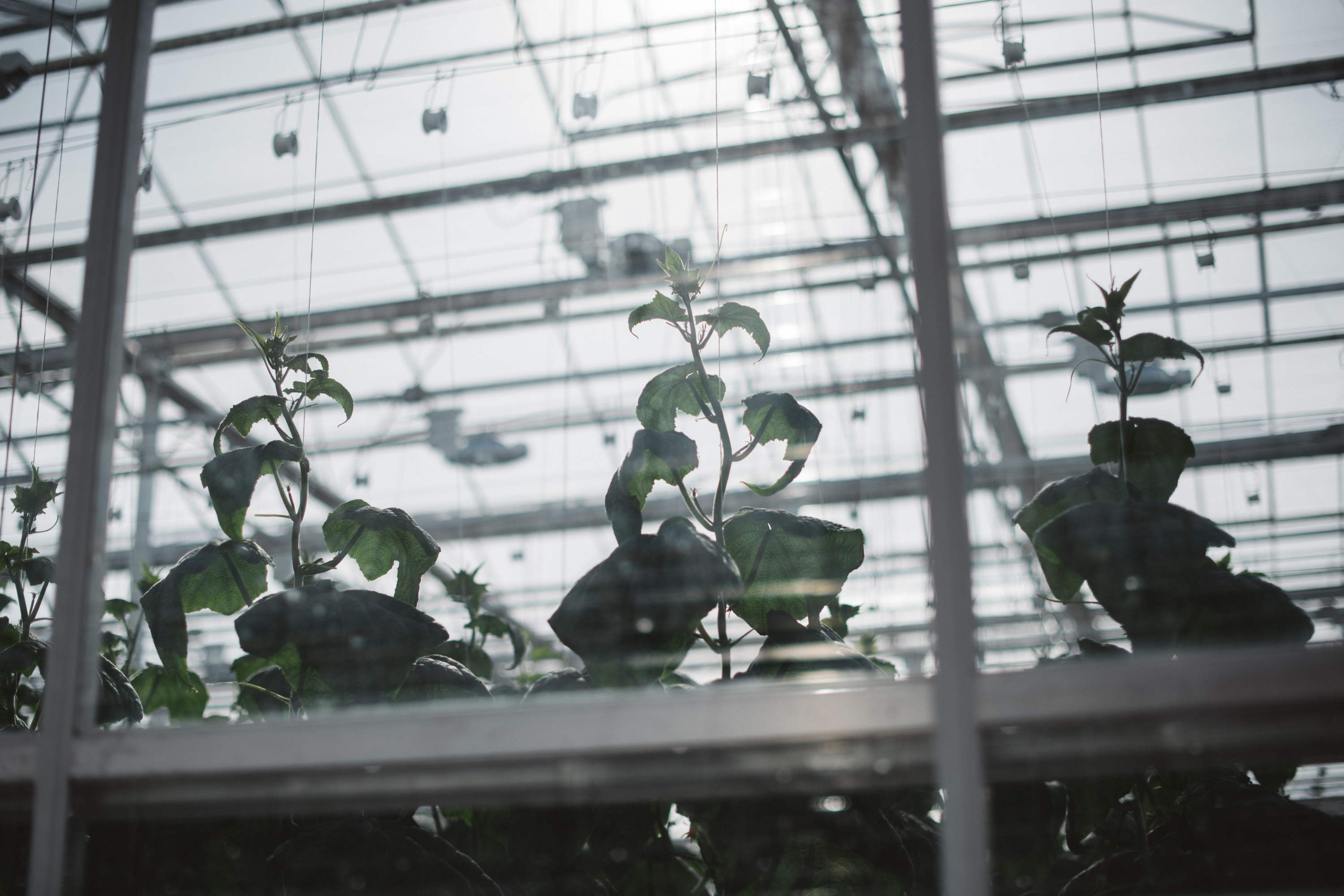 LLC Luhovitskie Vegetables greenhouse. Moscow Region, Russia. For Forbes