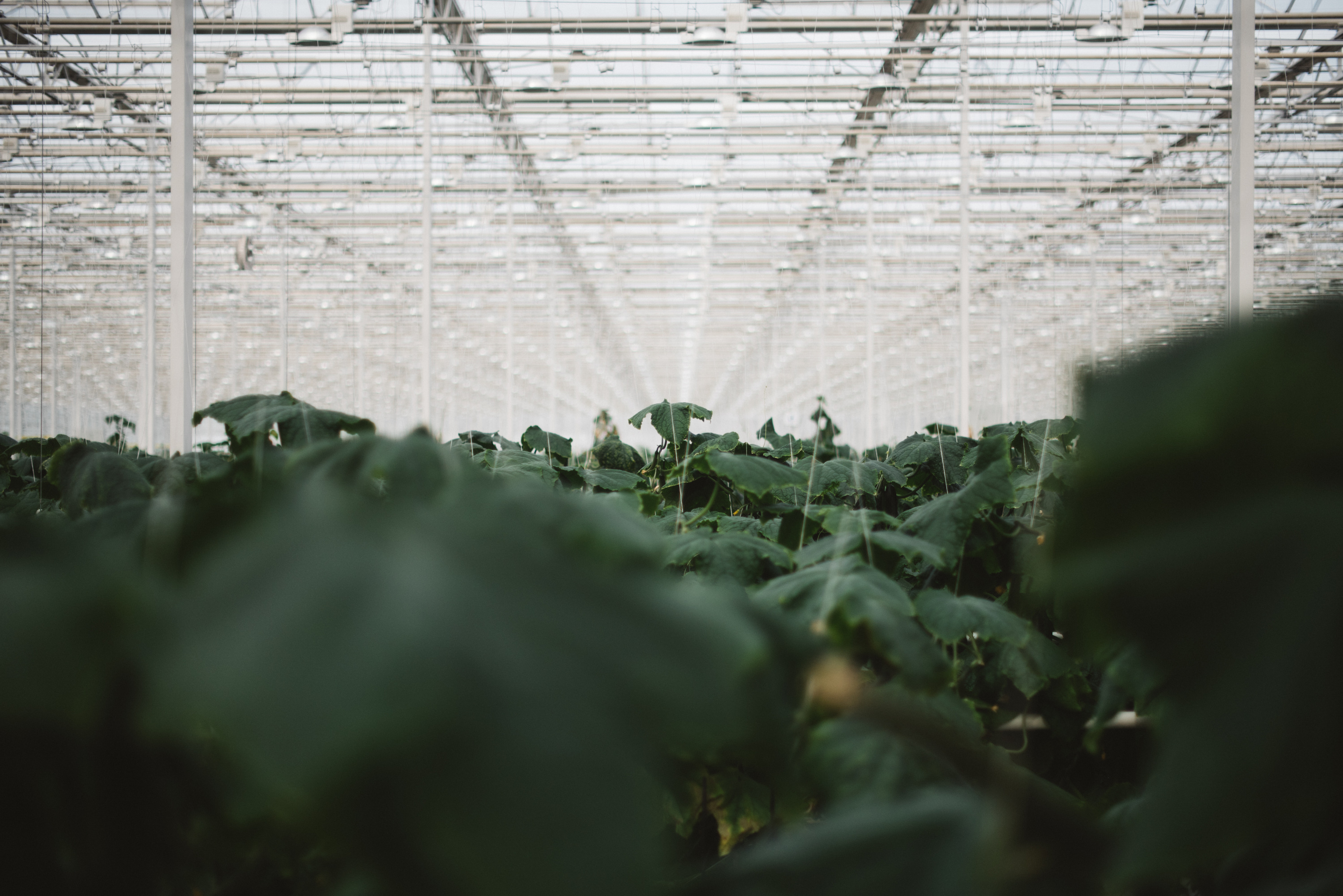 LLC Luhovitskie Vegetables greenhouse. Moscow Region, Russia. For Forbes