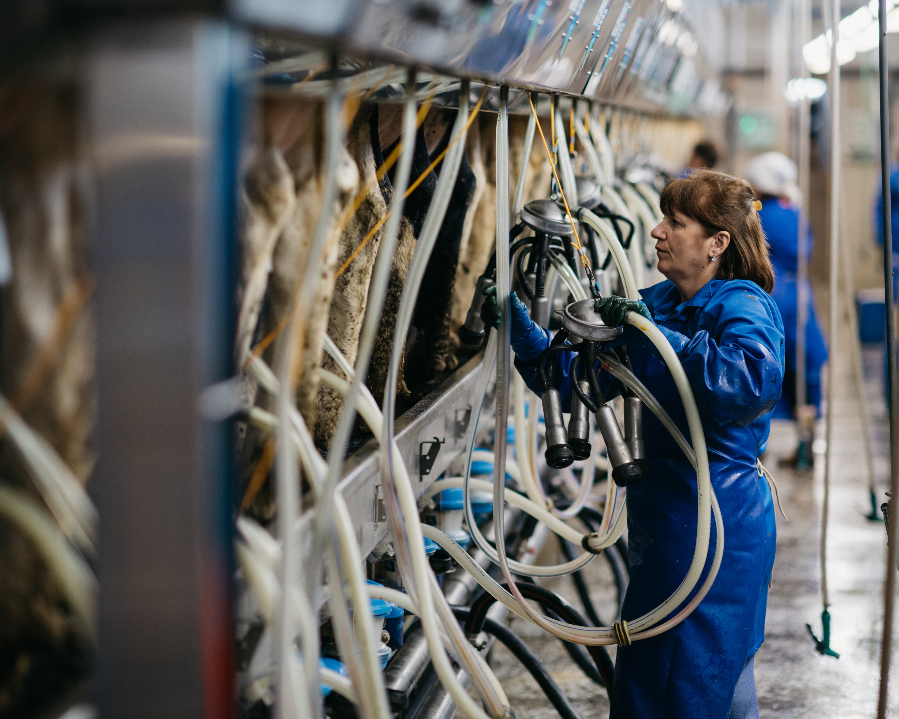 STEPPE Agroholding dairy farm. Krasnodar Region, Russia. For Forbes